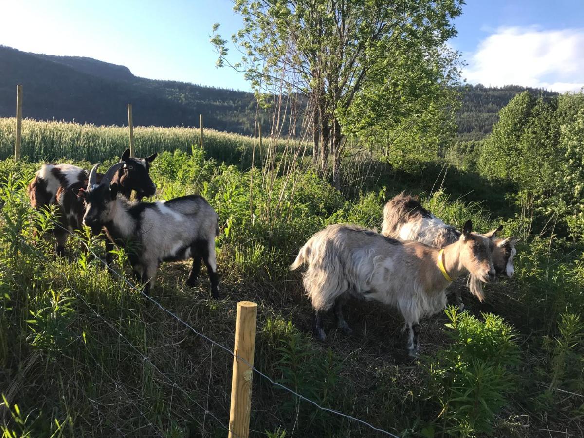 Gardsturisme Sonstebo Hotel Bo (Telemark) Kültér fotó